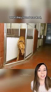 448K views · 10K reactions | We finally know who let the dogs out. ...