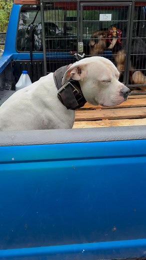 Found this guy in the quarry by the zoo. He was next to the truck when I came back from in the bush. Have him at home, got um fed/watered/ wormed. Caring for him till we find the owners. Gonna have him scanned for a chip tomorrow. No name on the cut collar. Took the collar off and he’s resting in one of our kennels. Please No negative comments…. These guys can over exert themselves, it’s in their nature their blood. He wasn’t dumped,they wouldn’t dump um with the cut collar. Just wanna help him 