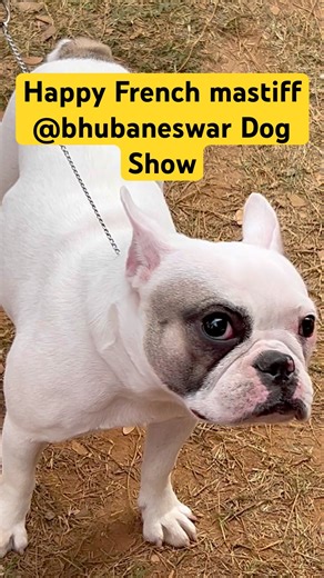 Majestic White French Mastiff 😍🔥 | Happy Ring Entry | Dog Show 2025