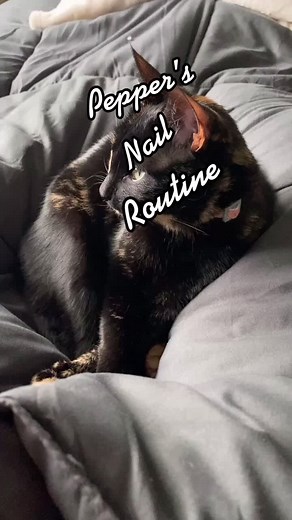 Cat Nail Care: Removing Claw Caps and Trimming