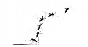 The physics of mosquito takeoffs shows how they can bite and sneak away with you noticing until you start itching. (Full story: http://ow.ly/1dJ630fYveJ) | Science News Magazine