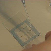 Video: Live Cell Imaging of Bacillus subtilis and Streptococcus pneumoniae using Automated Time-lapse Microscopy