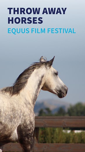 Second chances deserve a premiere! 🎬🐴 We’re excited to share that Throw Away Horses, a powerful documentary featuring the work of Colorado Horse Rescue, was recognized at the Equus International Film Festival and won three major awards: 🏆 Equine Welfare Award 🏆 Best Advocacy Award 🏆 Best Rescue Awareness Award A heartfelt thank you to director Theresa Demarest and her incredible team for bringing these important stories to life and giving horses the voice they deserve. 🎥 Watch the trailer 