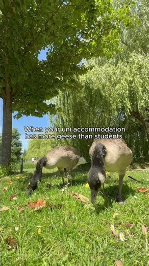 Why are there SO many geese at Warwick? 🪿