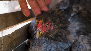 hen and chickens. hen hatching. the hen is hatching the egg in the coop. hatching the egg. close up hens chicken. cute hen's. black hen is hatching the egg. pets animals. chicken in a nest. Stock Video