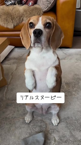 リアルスヌーピー！ビーグル犬の魅力