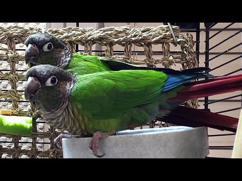 7 hours of conure parakeet singing and calling sounds