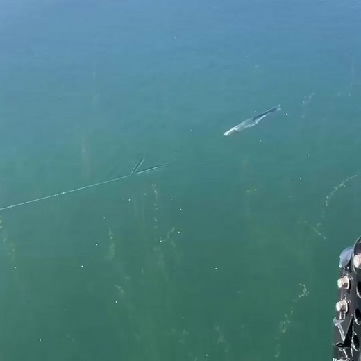 DRT Pharaoh Black Market Swimbaits for Bass Fishing