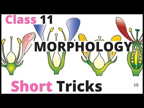 Morphology Of Flowering Plants Short Tricks|biology bytes|Ncert bio For NEET|AIIMS|JIPMER|Class 11