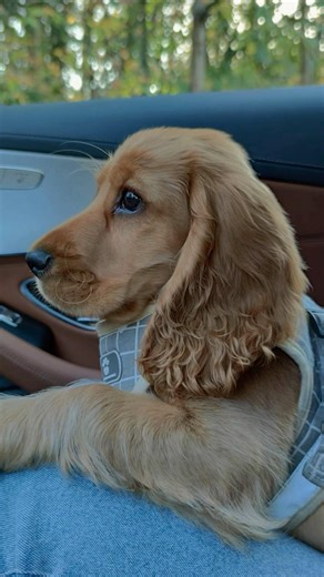 Ordinary? I think not! My English Cocker Spaniel Robby