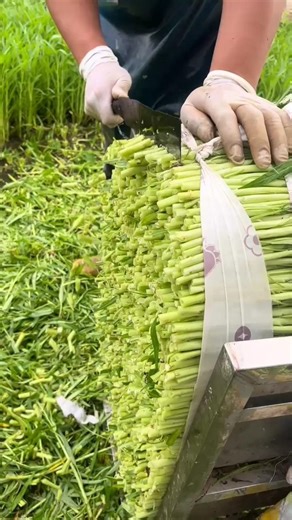 RT 40425001080 mini rotary tillage and ridging all-in one tree 🌲 short view