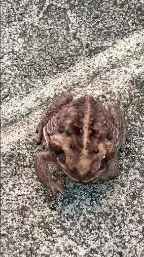 Watch out for the Poisonous Cane Toad. #nature #wildlife #toad #poisonous #frog #hawaii