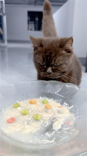 BoBo the cat runs over to eat the seed soup 🔵🌈 #asmr #cat #cute #mukbang #trending
