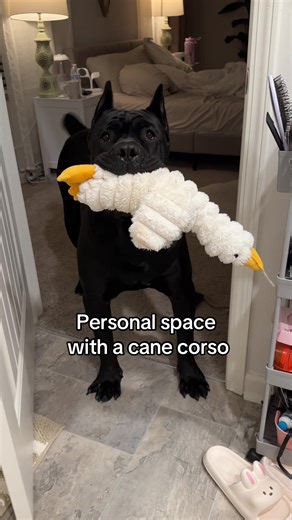 Personal Space with a Cane Corso