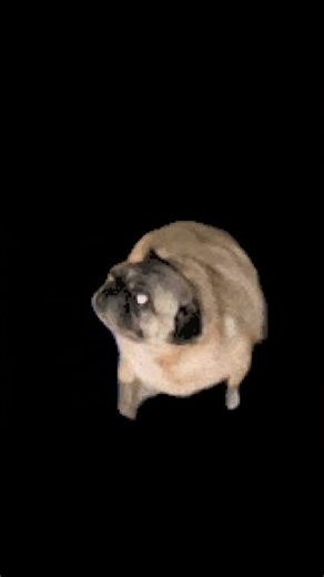 Fat dancing dog