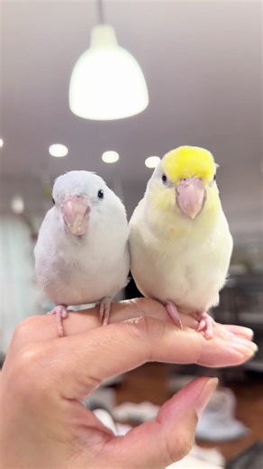 肩に乗ってきた可愛い女子2羽｜コガネメキシコインコとマメルリハ