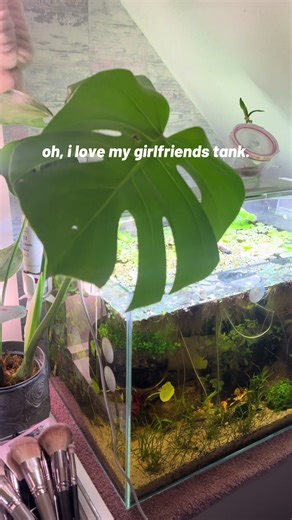 Creating the Perfect Aquascape for Your Aquarium