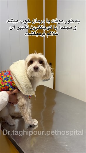 ‎بیمارستان دامپزشکی دکترتقی پور‎ on Instagram‎: "نخود قصه ما بیشتر از ۶ ماه بود که درگیر بیماری های گوارشی شده بود! یه بار اسهال میشد با دارو موقتا خوب میشد یه بار استفراغ میکرد که موقتا با دارو متوقف میشد..! تا اینکه بعد از به مدت که زیر نظر یه پزشک قرار گرفت ،تشخیص بر درگیری با هلیکوباکتر رفته شد نمونه تخصصی این بیماری گرفته شد و بعد از یک هفته متاسفانه جواب مثبت شد! متاسفانه از این نظر که دوره درمان این بیماری طولانی هستش و ممکنه لانه گزینی کنه و مجددا برگرده! همنوطور که این بیماری در انسان ه
