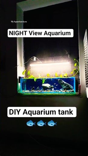 Aquarium at Night: A Mesmerizing Underwater Experience #shorts