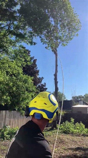 Tree removal with a climber #treeremoval #miltonflorida
