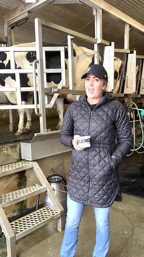 Understanding the Cow Milking Process Explained