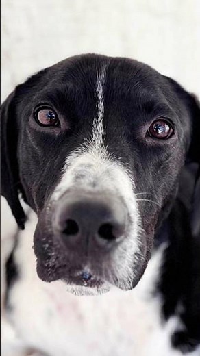 From Shelter to Second Chances 🐾