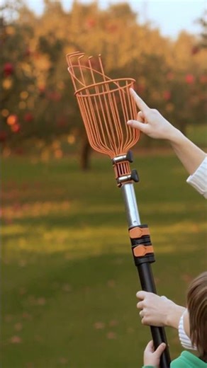 Stop Using a Ladder! The SAFEST Way to Pick Fruit