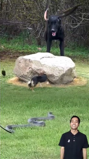 Lucunya anjing di kejar-kejar bebek #trending #funny #animals #shorts