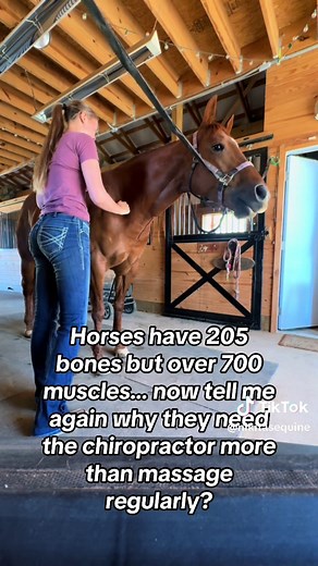 Nikita’s Equine on TikTok