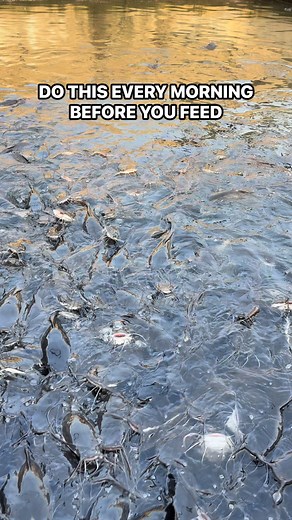 We observe our ponds every morning before feeding. #fblifestyle #urbanfarming #fishfarm #fyp #agriculture #aquaculture #fishfarming | Mirajfoodsand_fishery