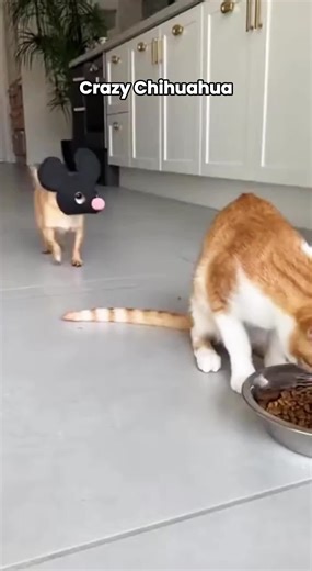 Hilarious Chihuahua Moments That Will Make You Laugh