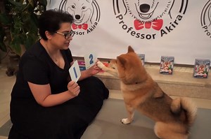 Genius dog has the math skills of a 5-year-old child