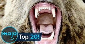 Top 20 Most Dangerous Animals in the World | Videos on WatchMojo.com