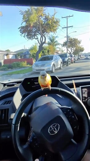 Animals Doing Things on Instagram: "Mango goes Christmas shopping 🛍️🎄🦜 @mangolovinglife"