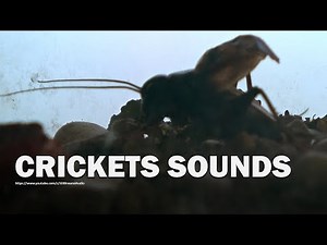 Cricket Sound Effect Recorded Live for 5 Hours and No Loops