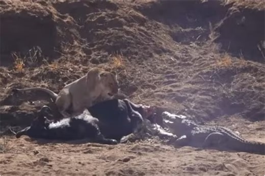 Lions Put Up Fierce Battle to Protect Their Prey