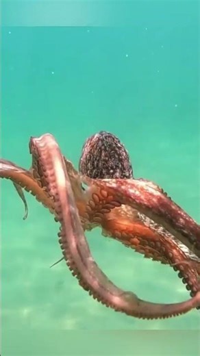 Mastering Camouflage Animals in Action