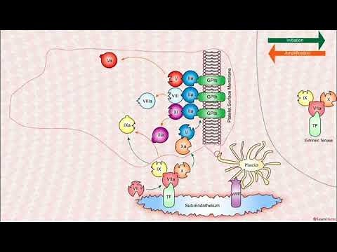 Cell Based Model of Hemostasis