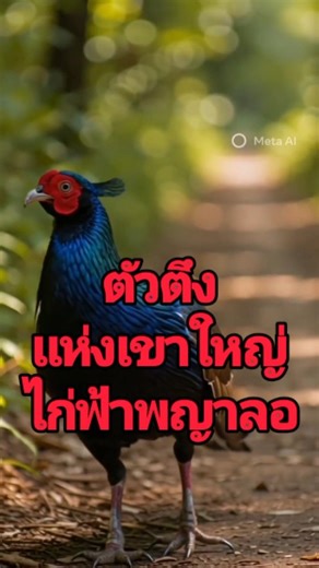 #ไก่ฟ้าพญาลอ#สัตวโลกสุดระทึก