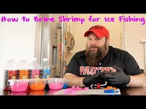 How to Brine Shrimp for Winter Ice Fishing