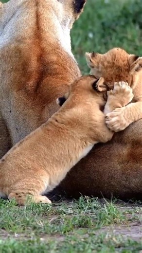 Lion cubs playing with mom | Kruger national park | Travins World
