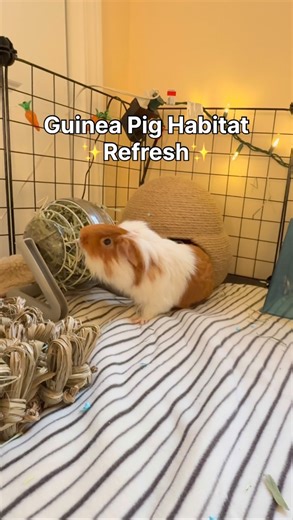218K views · 9 comments | Time for a habitat refresh! ✨ Keeping a clean and well-maintained habitat is essential for your Guinea pig’s health and wellbeing. Get everything your piggy needs for their home in-store or online at PetSmart.ca ❤️ #petsmartcanada #anythingforpets #guineapig #smallpet | PetSmart | Facebook