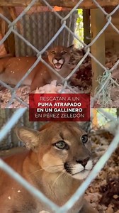 25K views · 3.8K reactions | Rescatan puma atrapado en gallinero en Pérez Zeledón El felino fue localizado dentro de una estructura en Alto San Juan de San Isidro. Más detalles en Teletica.com. #Puma #Fauna #CostaRica #Teletica #PérezZeledón | Teletica.com | Facebook