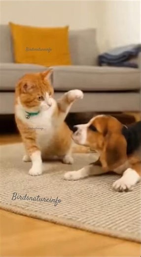 funny animals compilation video cat and dog funny moments #funnyvideo #funnycats #funnydog #viral