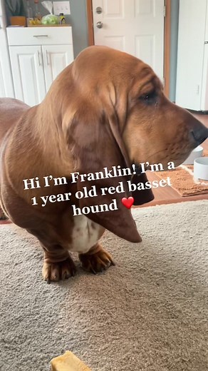Meet the Adorable Red Basset Hound: A Little Introduction