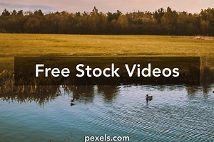 Donald Duck Videos, Download The BEST Free 4k Stock Video Footage & Donald Duck HD Video Clips