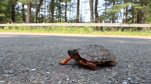 2.4K views · 83 reactions | Tis the season for turtle crossings ⚠️ Here's what you can do to help a turtle if you see one crossing the road. | Stone Zoo | Facebook