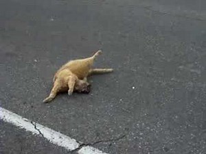 road kill in tha hood