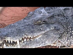 Malcolm Douglas Crocodile Park - Feeding Time Guided Tour, Broome (4K)