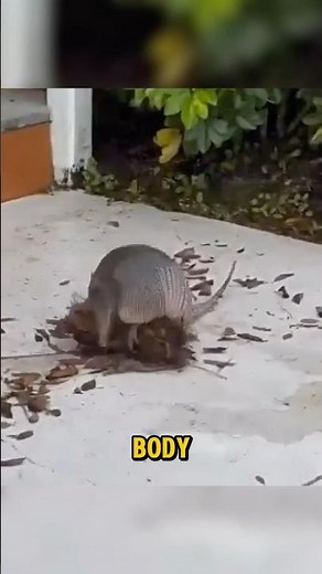 This Armadillo Has a Genius Leaf Trick!
